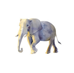 Handpainted watercolor illustration of elephnat isolated on white