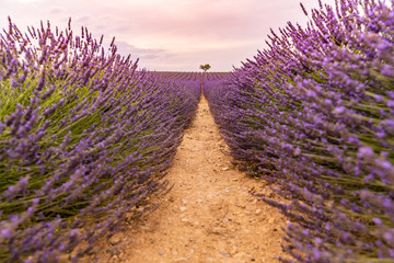 Lavender flower blooming fields in endless rows from a low point of view. Artistic colors and perspective. Dramatic sky summer landscape