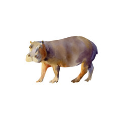 Handpainted watercolor illustration of hippopotamus isolated on white - 327542274