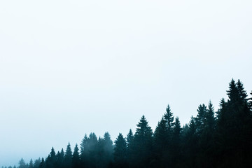 Beautiful wallpaper of spruce forest. Copy space picture, corner frame of trees, free white space for printing text