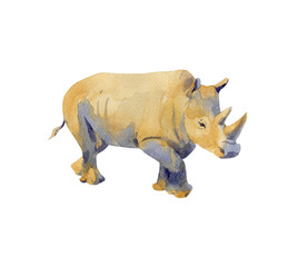 Handpainted watercolor illustration of rhino isolated on white - 327542281