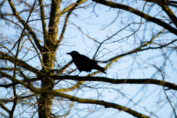 Obraz premium Black raven park blue sky branch 