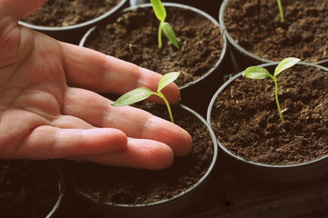 Female hand hold a young seedling of pepper. Young paprika seedling sprouts in the pots. Gardening concept.