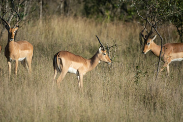 Naklejka na ściany i meble Deers in Krueger Park, South Africa
