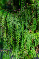 A bright green thuja branch. Sunlight. Vertical