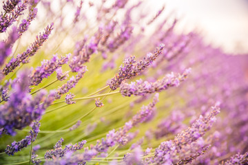 Summer floral closeup, bright purple lavender flowers. Sunset over a violet lavender field in Provence, France.