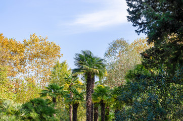 Tall palm trees in the autumn park