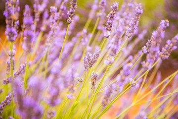 Summer floral closeup, bright purple lavender flowers. Sunset over a violet lavender field in Provence, France.