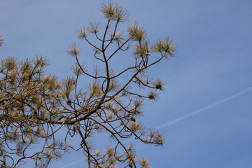 Pine cones on tree branches against a blue sky background 