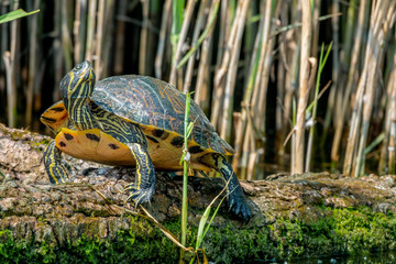 European pond turtle or Emys orbicularis on a log