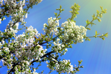 Spring blossom natural  background. Cherry tree in white flowers.  Blossoming cherry tree branch.