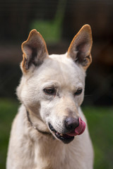 finnischer Schlittenhund