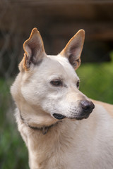 finnischer Schlittenhund