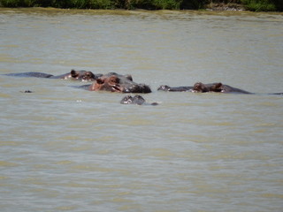 Fototapeta premium nature