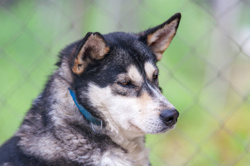 finnischer Schlittenhund