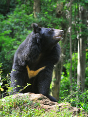 Black Himalayan bear at Kaziranga National Park of Assam. 