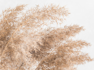 Dry beige reed on a white wall background. Beautiful nature trend decor. Minimalistic neutral concept. Closeup