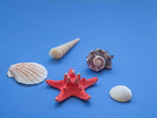 Seashells and starfish on a blue background. Marine subjects. Side view
