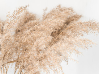 Dry beige reed on a white wall background. Beautiful nature trend decor. Minimalistic neutral concept. Closeup