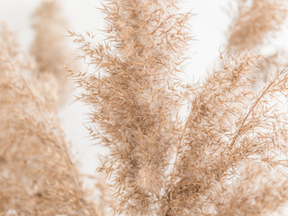 Dry beige reed on a white wall background. Beautiful nature trend decor. Minimalistic neutral...