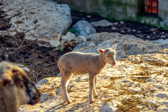 Cute little lambs during sunrise