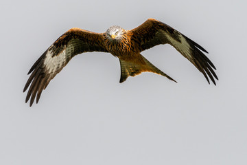 Red kite (Milvus milvus) flying in a clear sky over mid-Wales