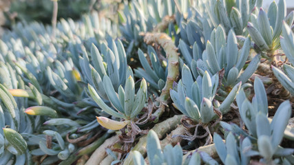 Fototapeta premium succulents nature green background. small Evergreen Sedum hispanicum, mossy stonecrop, plant family Crassulaceae. close up, banner.
