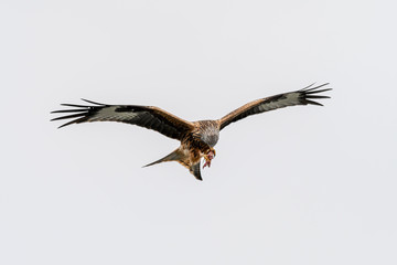 Red kite (Milvus milvus) flying in a clear sky over mid-Wales