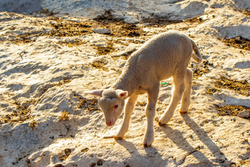Cute little lambs during sunrise © blackdiamond67