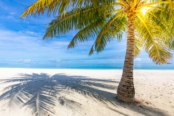 Palm tree on white sandy beach landscape. Luxury summer vacation and tropical holiday concept. Sunny beach day, tranquil sea view
