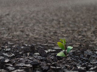 young plant in soil