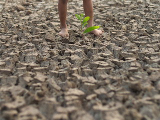 planting a seedling in soil