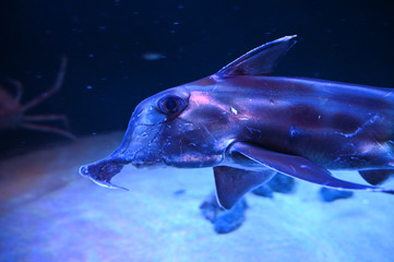 象のような鼻を持つユニークな魚　ゾウギンザメ