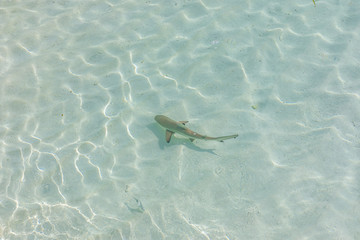 Reef shark swimming in crystal clear shallow water, Maldives. Blacktip reef shark Carcharhinus...