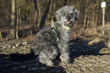 Portrait of a young grey poodle dog in forest 