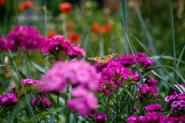 Fototapeta premium Vanessa cardui butterfly in purple flowers macro insect nature close up summer