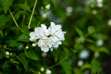 Bright white flowers close-up. Bright white flowers with a beautiful blurry background. Philadelphus coronarius, English dogwood