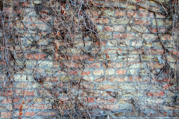 Brick wall covered with wild grapes. Background.