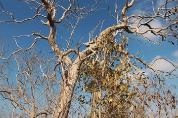 less leaves tree in Al Jubail Islands of Abu Dhabi, UAE