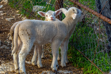 Obraz premium Cute little lambs during sunrise
