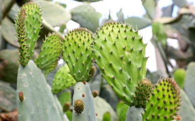 Cactuses with thorns in flower garden