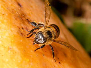Europe bee (Apis mellifera) eating mango 