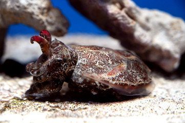 水底の砂の上でのんびり休憩中のハナイカ