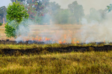 Burn grass,burning straw in rice plantation,destroying the environment.Area of illegal deforestation of vegetation native to the Laos forest,ASIA.