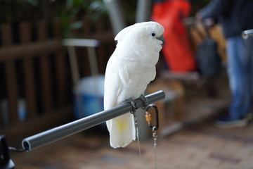 Beautiful white parrot in Hong Kong