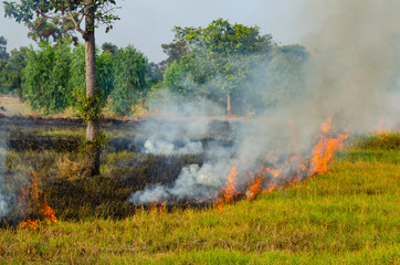Fototapeta na wymiar Burn grass,burning straw in rice plantation,destroying the environment.Area of illegal deforestation of vegetation native to the Laos forest,ASIA.