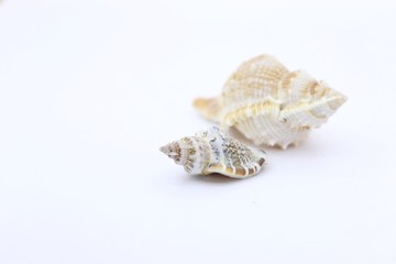 seashell white background picture of the sea