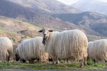 Fototapeta premium Adorable sheep looking at the viewer with a bell on his neck. Basque Country.
