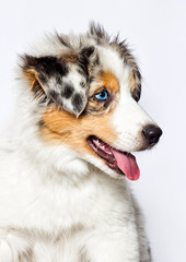 merle puppy australian shepherd dog looking sideways on a white background
