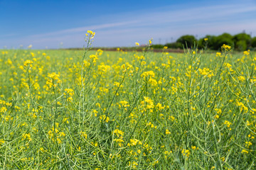 Yellow field rapeseed plantation, ripe rape crop